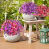 Fuchsia Purple