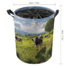 cows grazing