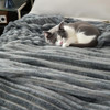Light Gray Striped