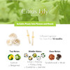 Citrus Lily
