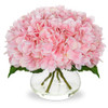 Hydrangea, Pink