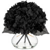 Hydrangea, Black