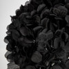 Hydrangea, Black