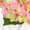 Hydrangea, Pink-green
