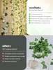 vine