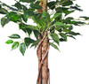 Ficus Tree