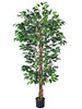 Ficus Tree