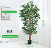 Ficus Tree