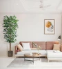 Ficus Tree