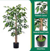Ficus Tree