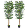 Ficus Tree
