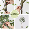 Eucalyptus Tree 2