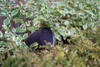 6403952ld.jpg