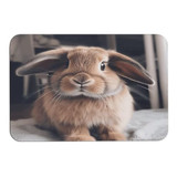 Rabbit on Bed