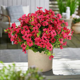 Fuchsia Red