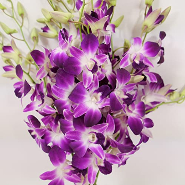 Vibrant Purple