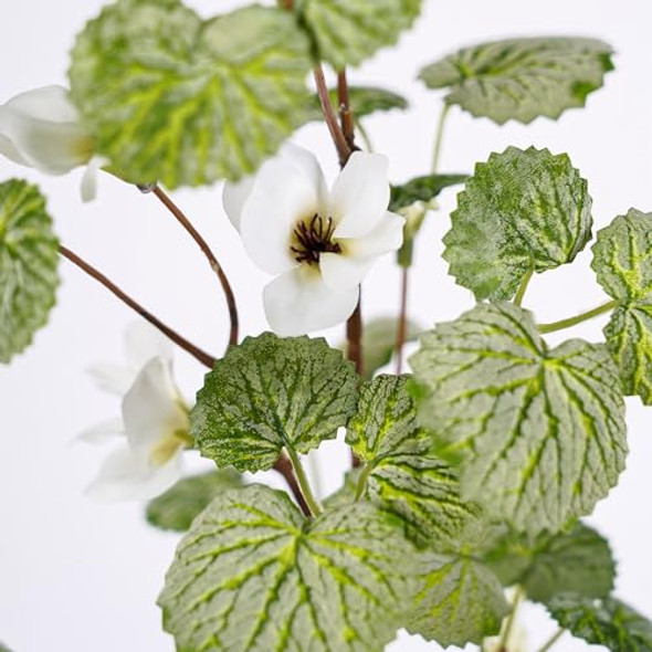 Begonia