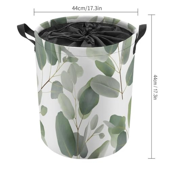 Eucalyptus Leaves