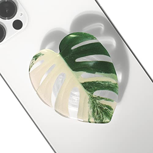 Albo Monstera