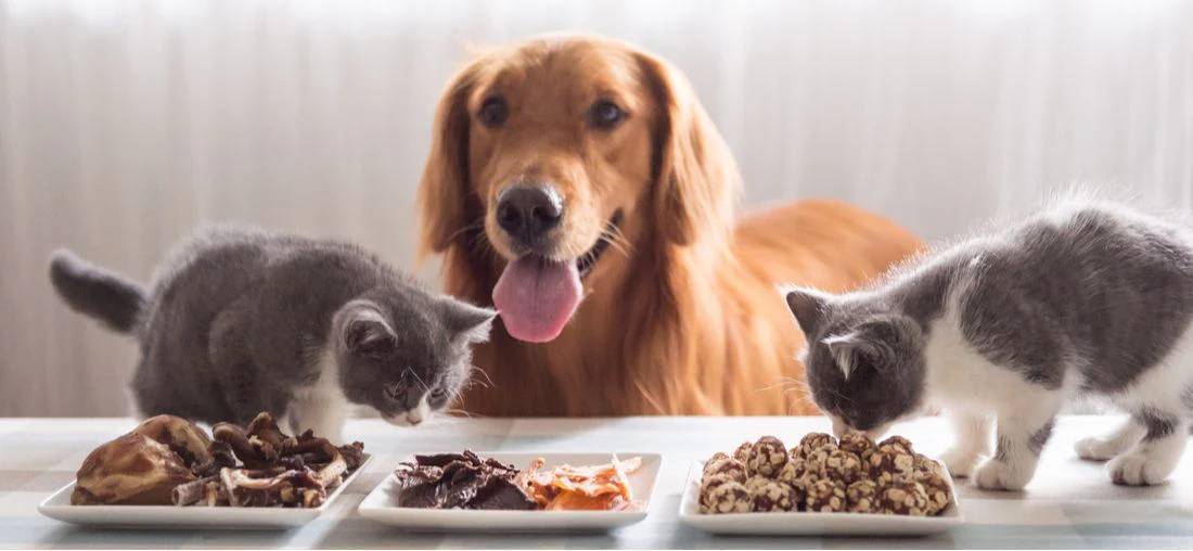 PET Party Foods