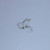 15mm x 10mm Leverback Earrings, Antique Silver Plated (pkg of 10)