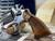 Smith & Wesson 64-3 .38 Special Serial: 1D81618