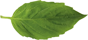 basil-lowres-300x.jpg