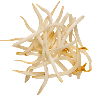 padthai-mungbeansprouts-lowres-300x.jpg