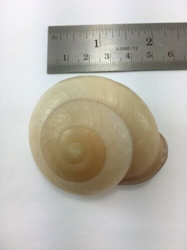 Pyrochilus pyrostoma Landsnail 57.3mm Maluku Indonesia Data