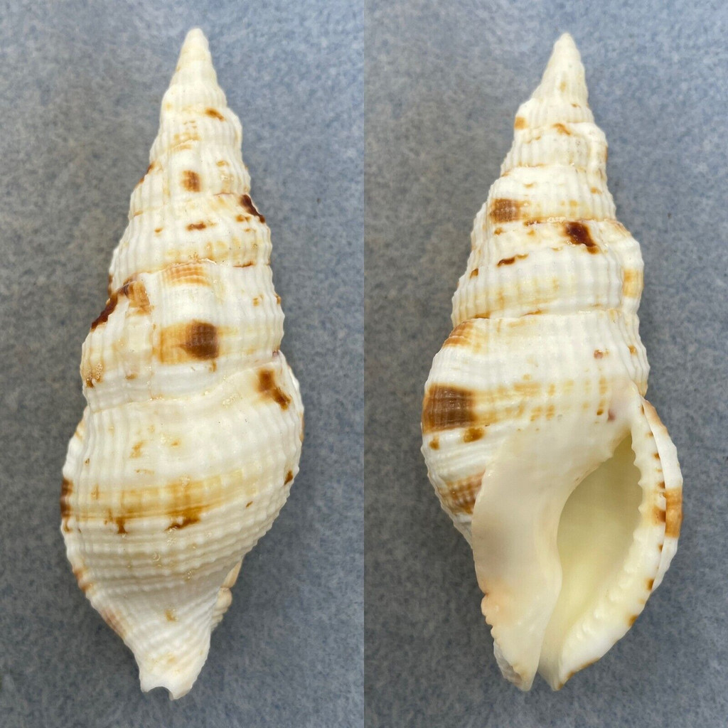 Colubraria muricata 81.1mm F+ Palawan, Philippines