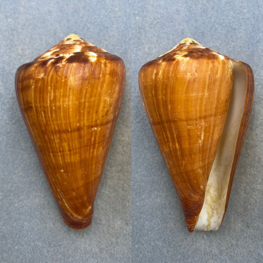 #7 Conus vexillum 102mm F+/++ Philippines