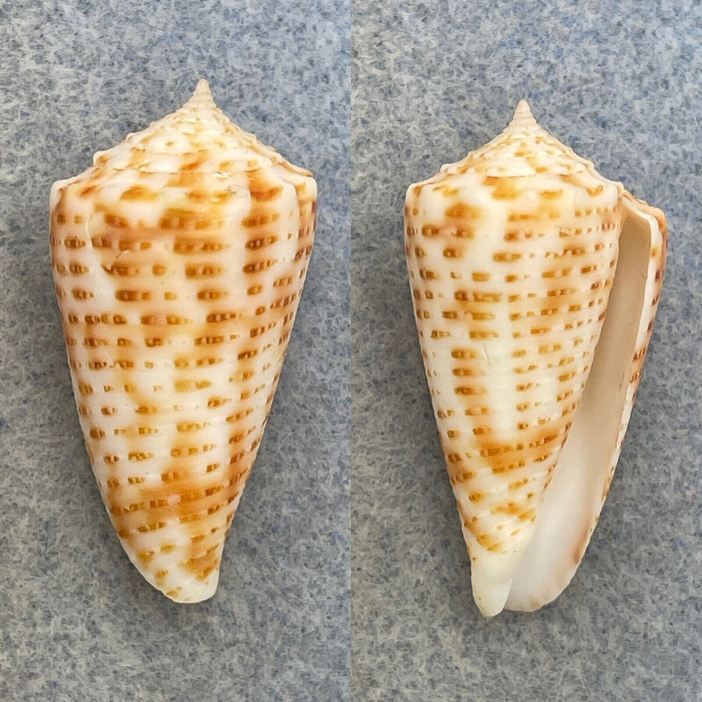 Conus proximus 32.3mm F+ No Data