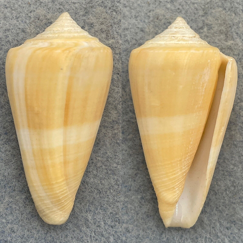 #16 Conus furvus 44.7mm F++ Bantayan Island, Cebu, Philippines