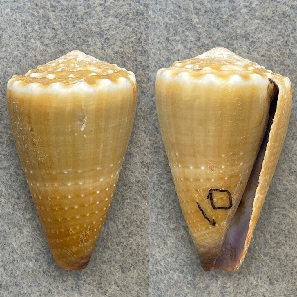 #4 Conus lividus 38.9mm F+ (Rough Lip) Shallow Water, Southwest Taiwan