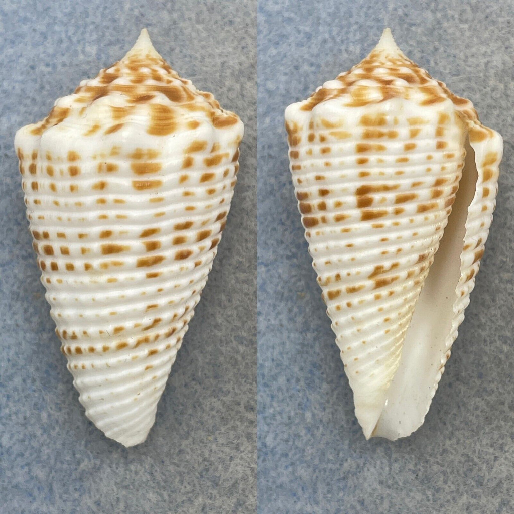 #2 Conus samiae 48.2mm F+ (Lip Chip) Drag Nets, Punta Engano, Philippines