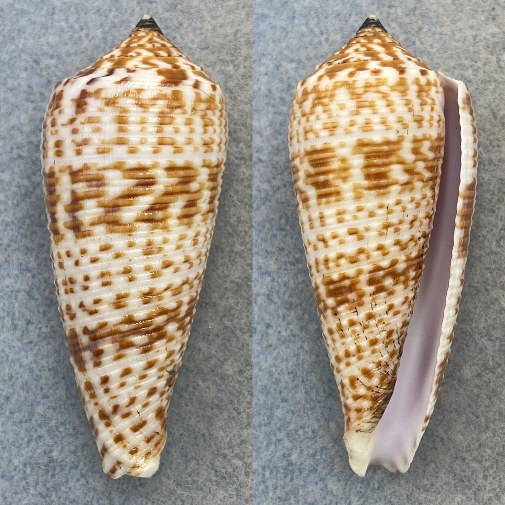 #5 Conus laterculatus 51.1mm F++ Manila Bay, Philippines