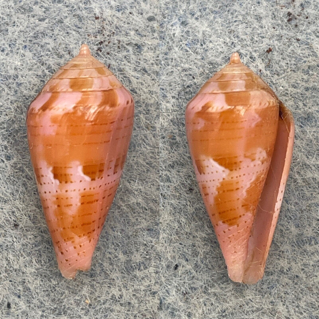 #10 Conus corallinus 17.5mm F++ No Data