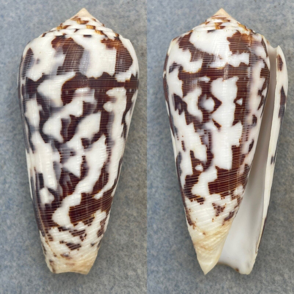 #2 Conus striatus 65.7mm F+ Northwest Madagascar, Trawled In Deep Water