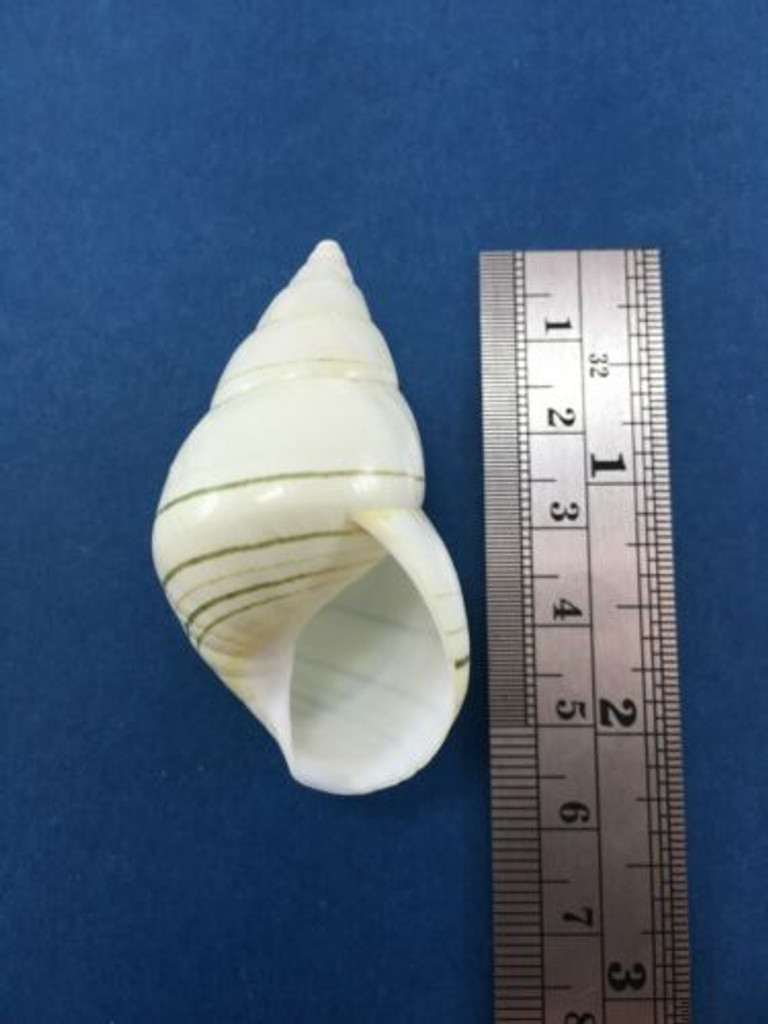 #13 Liguus Fasciatus Matecumbensis 51mm Matecumbe Key Data Land Shell