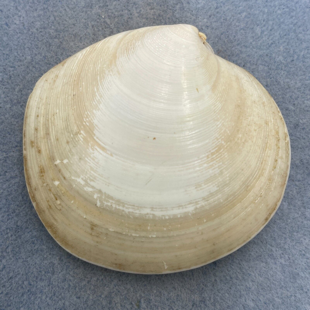 Dosinia discus 74.6mm F+ Bear Island, NC North End, Low Tide In Rubbish Pile