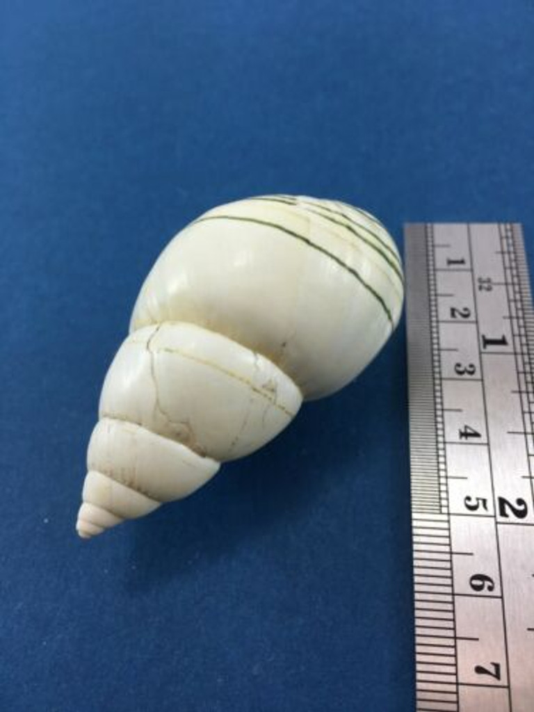 #18 Liguus Fasciatus Matecumbensis 56.4mm Matecumbe Key Data Land Shell