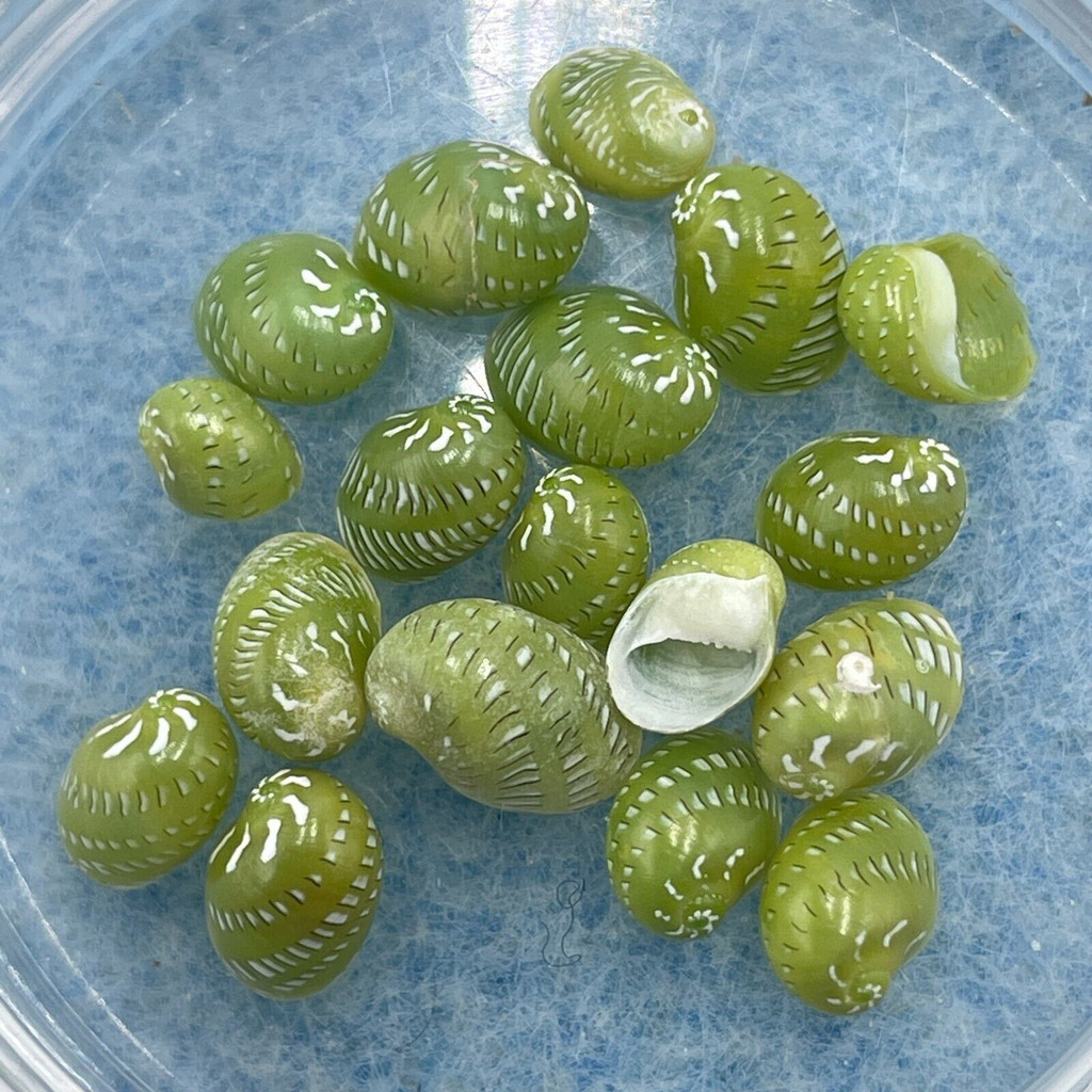 #1 Smaragdia rangiana 5mm+ F+/++ Dived, Shallow Water, Olango, Philippines