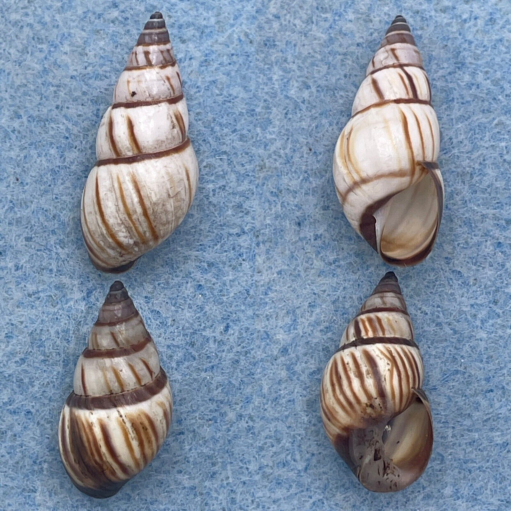 Drymaeus multilineatus 20-24mm F+ No Data Orthalicidae