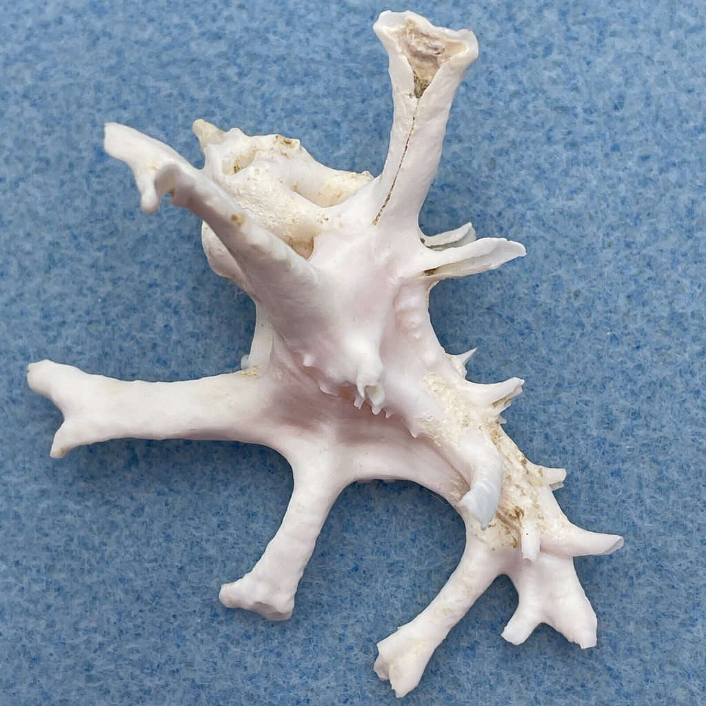 #21 Homalocantha zamboi 55.1mm F+ Philippines