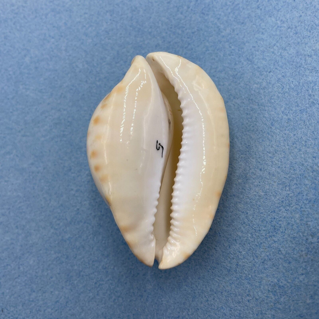 Zoila thersites contraria Albino 82.2mm S. Australia Nacre/Anterior Tip Flaws