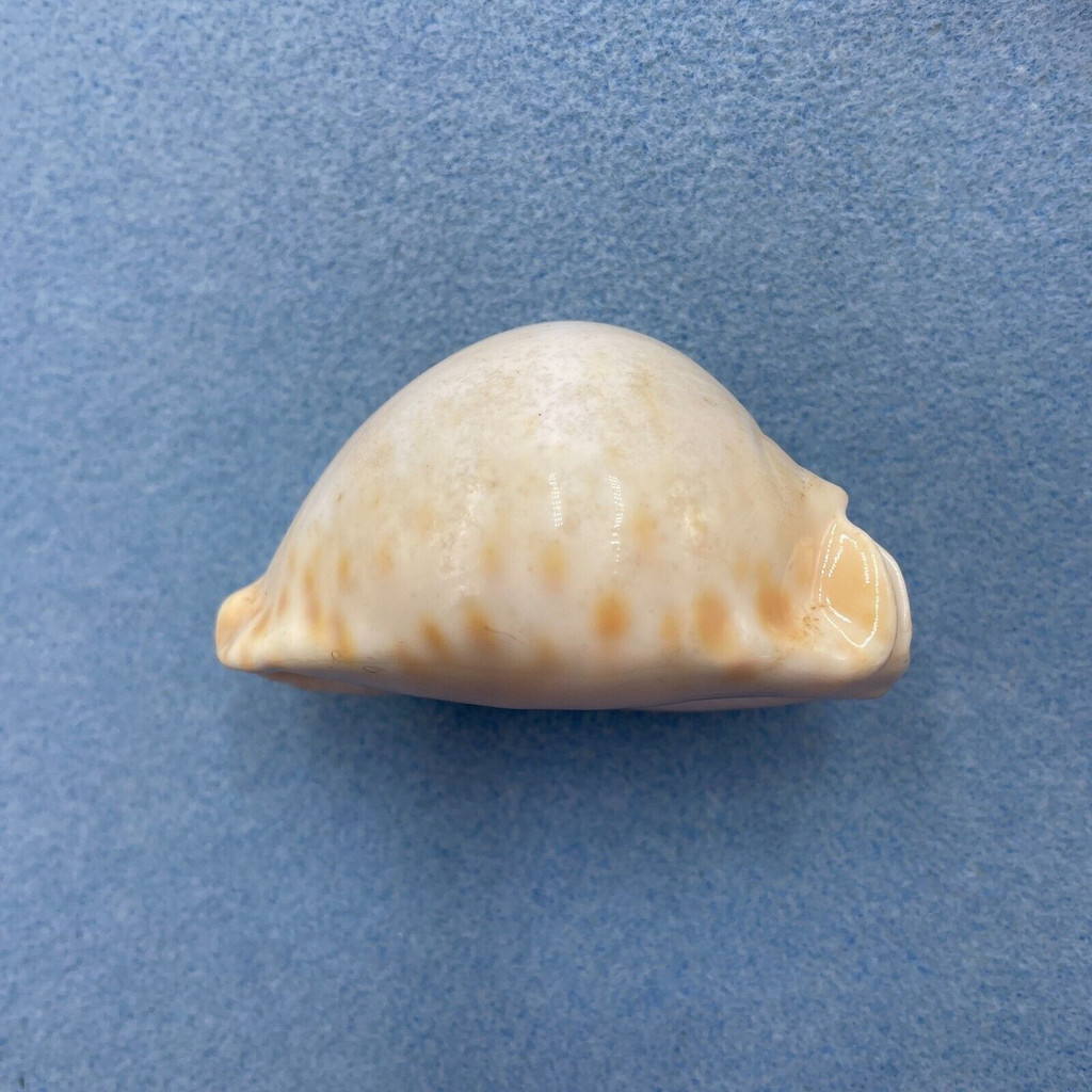 Zoila thersites contraria Albino 82.2mm S. Australia Nacre/Anterior Tip Flaws