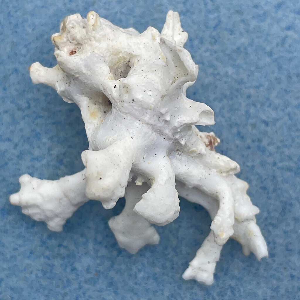 #24 Homalocantha zamboi 38.9mm F+ Philippines