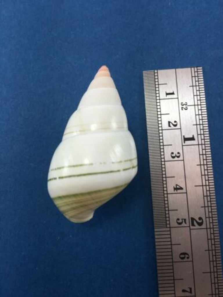 #43 Liguus Fasciatus Simpsoni 43.9mm Lower Matecumbe Key Florida Data