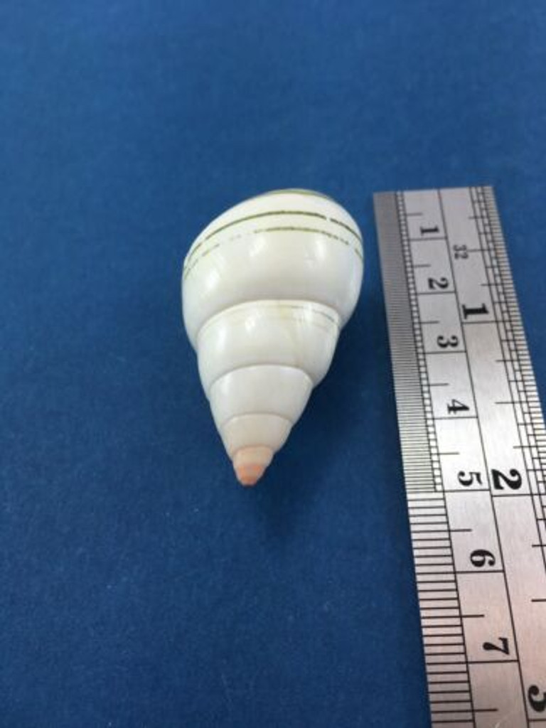 #43 Liguus Fasciatus Simpsoni 43.9mm Lower Matecumbe Key Florida Data