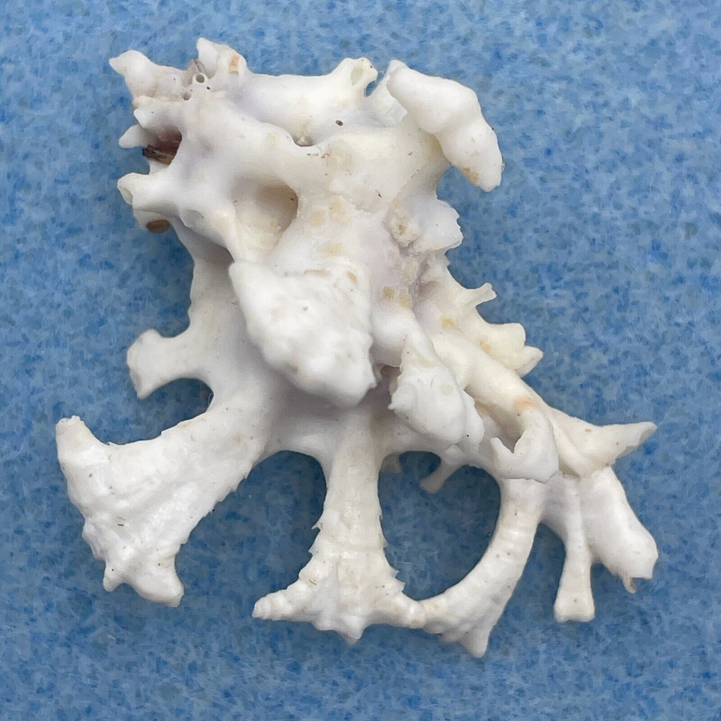 #25 Homalocantha zamboi 38.6mm F+ Philippines